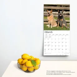 Browntrout 2024 Wall Calendar 12"x12" Australian Cattle Dogs -Office Supplies Store GUEST 026f8523 6220 41b5 9991 7ffd925bd85e