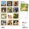 Browntrout 2024 Wall Calendar 12"x12" Havanese