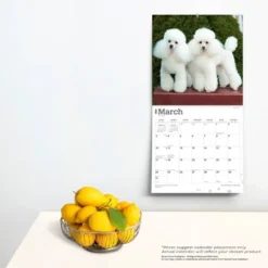 Browntrout 2024 Wall Calendar 12"x12" Toy And Miniature Poodles -Office Supplies Store GUEST 1cf7b3f4 59a8 476e a1b3 836c77849bb0