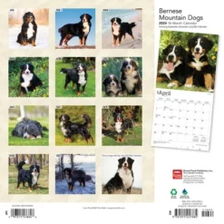 Browntrout 2024 Wall Calendar 12"x12" Bernese Mountain Dogs
