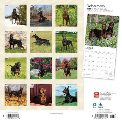 Browntrout 2024 Wall Calendar 12"x12" Dobermans Calendar 1 Browntrout 2024 Wall Calendar 12"x12" Dobermans Calendar