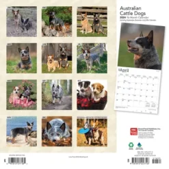 Browntrout 2024 Wall Calendar 12"x12" Australian Cattle Dogs