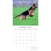 The Gifted Stationery 2024 Square Wall Calendar, German Shepherds, 16-Month Paw Prints Theme With 180 Reminder Stickers (12 X 12 In)