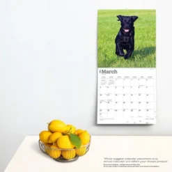 Browntrout 2024 Wall Calendar 12"x12" Labrador Retriever Puppies Black -Office Supplies Store GUEST 50e50374 6df5 4eee aaa0 b4a1fbff6efb