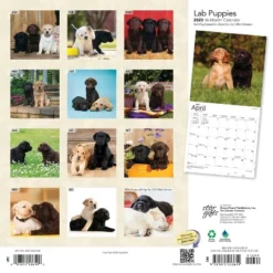 2023 Square Wall Calendar Labrador Retriever - StarGifts