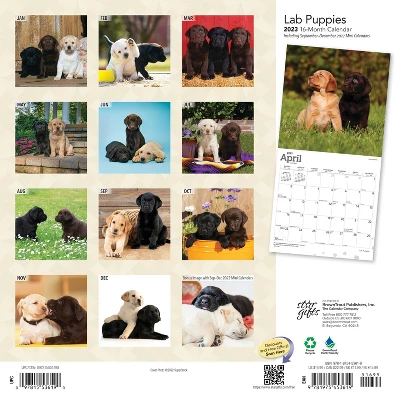 2023 Square Wall Calendar Labrador Retriever - StarGifts 1 2023 Square Wall Calendar Labrador Retriever - StarGifts