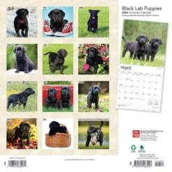 Browntrout 2024 Wall Calendar 12"x12" Labrador Retriever Puppies Black