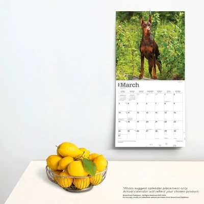 Browntrout 2024 Wall Calendar 12"x12" Dobermans Calendar 3 Browntrout 2024 Wall Calendar 12"x12" Dobermans Calendar - Image 3