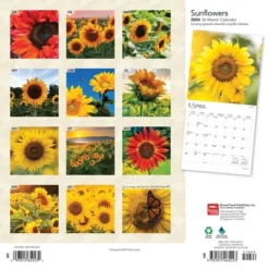 Browntrout 2024 Wall Calendar 12"x12" Sunflowers