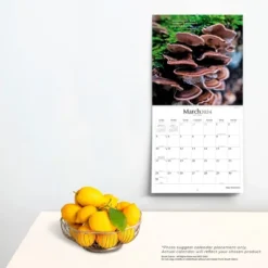Brush Dance 2024 Wall Calendar 12"x12" Magic Mushrooms -Office Supplies Store GUEST 77500b0c 5f45 4323 a895 a08866ee095d