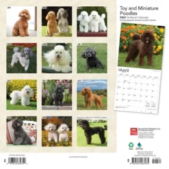 Browntrout 2024 Wall Calendar 12"x12" Toy And Miniature Poodles