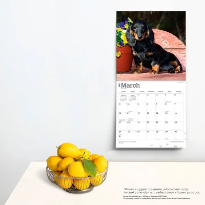 Browntrout 2024 Wall Calendar 12"x12" Longhaired Dachshunds 3 Browntrout 2024 Wall Calendar 12"x12" Longhaired Dachshunds - Image 3