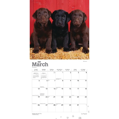 2023 Square Wall Calendar Labrador Retriever - StarGifts 2 2023 Square Wall Calendar Labrador Retriever - StarGifts - Image 2