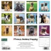 Willow Creek Press 2024 Wall Calendar 12"x12" Just French Bulldog Puppies