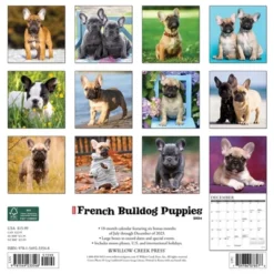 Willow Creek Press 2024 Wall Calendar 12"x12" Just French Bulldog Puppies