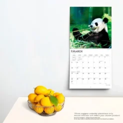 Browntrout 2024 Wall Calendar 12"x12" Giant Pandas -Office Supplies Store GUEST b5d7d110 9df5 4318 b53b 6bdf5ffade39