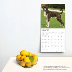 Browntrout 2024 Wall Calendar 12"x12" Boxers International Edition -Office Supplies Store GUEST be4a42fd e932 4686 9c8e 5c9d5c789d14