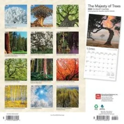Browntrout 2024 Wall Calendar 12"x12" The Majesty Of Trees