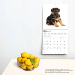 Browntrout 2024 Wall Calendar 12"x12" German Shepherd Puppies -Office Supplies Store GUEST cdcfd16a f71a 49ca 9500 5bcc056edc5d