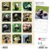 Browntrout 2024 Wall Calendar 12"x12" Giant Pandas
