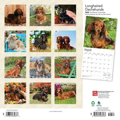 Browntrout 2024 Wall Calendar 12"x12" Longhaired Dachshunds 1 Browntrout 2024 Wall Calendar 12"x12" Longhaired Dachshunds