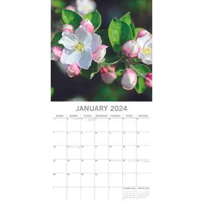 The Gifted Stationery 2024 Square Wall Calendar, Blossoms, 16-Month Floral Theme With 180 Reminder Stickers (12x12 In) 1 The Gifted Stationery 2024 Square Wall Calendar, Blossoms, 16-Month Floral Theme With 180 Reminder Stickers (12x12 In)