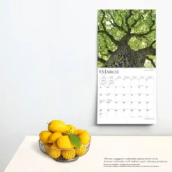 Browntrout 2024 Wall Calendar 12"x12" The Majesty Of Trees -Office Supplies Store GUEST e2dce085 7d91 4d85 a9df 8b8f77a7f4d2