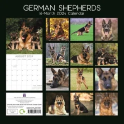 The Gifted Stationery 2024 Square Wall Calendar, German Shepherds, 16-Month Paw Prints Theme With 180 Reminder Stickers (12 X 12 In) -Office Supplies Store GUEST e5702015 9adc 40e6 8632 2f08493de193