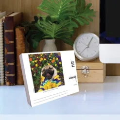 Willow Creek Press 2024 Daily Desk Calendar 5.2"x6.2" Doug The Pug -Office Supplies Store GUEST e7314b21 7fe3 4695 9b90 b244810fad49