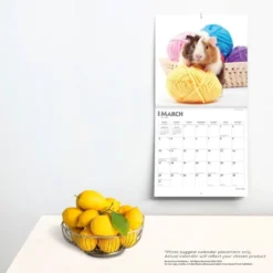 Browntrout 2024 Wall Calendar 12"x12" Guinea Pigs -Office Supplies Store GUEST ede2ad03 b453 4779 80ee 4392487e5c3f