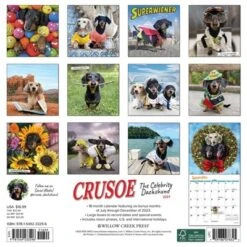 Willow Creek Press 2024 Wall Calendar 12"x12" Crusoe The Celebrity Dachshund