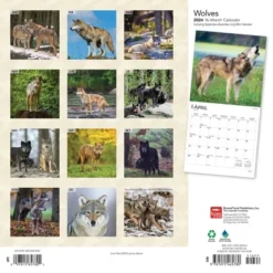 Browntrout 2024 Wall Calendar 12"x12" Wolves