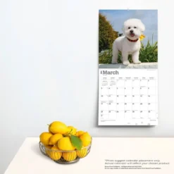 Browntrout 2024 Wall Calendar 12"x12" Bichon Frise -Office Supplies Store GUEST f633981c e12a 425a a887 31efb33008f4