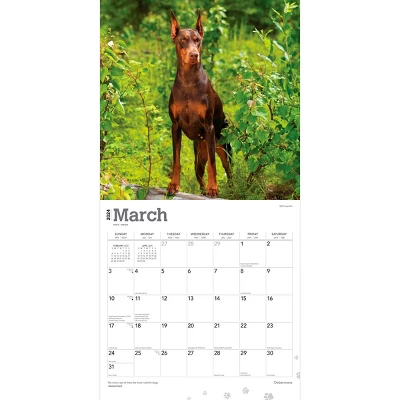 Browntrout 2024 Wall Calendar 12"x12" Dobermans Calendar 2 Browntrout 2024 Wall Calendar 12"x12" Dobermans Calendar - Image 2